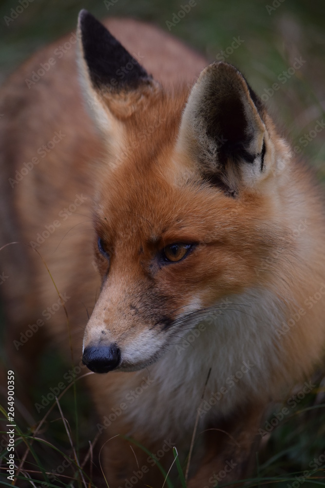 Fox close up during his walk through the dunes looking for prey. photo was made in the Amsterdam Water Supply Dunes in the Netherlands Fox close up during his walk through the dunes looking for prey. photo was made in the Amsterdam Water Supply Dunes in the Netherlands