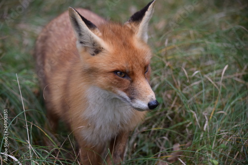 Fox close up during his walk through the dunes looking for prey. photo was made in the Amsterdam Water Supply Dunes in the Netherlands © marco