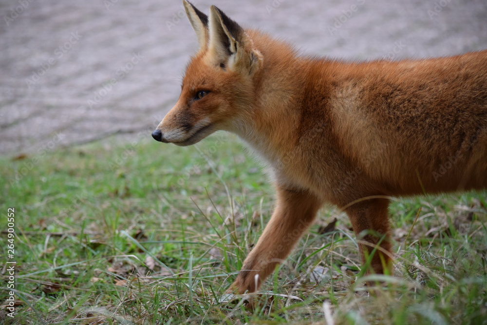 Fox close up during his walk through the dunes looking for prey. photo was made in the Amsterdam Water Supply Dunes in the Netherlands