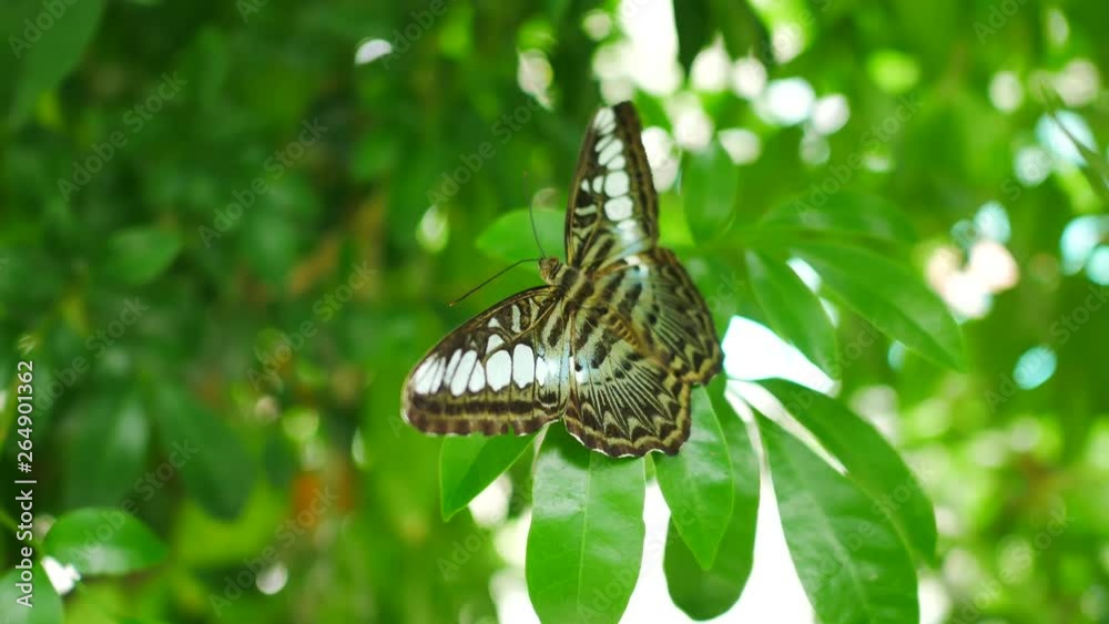 Butterfly on tree leaf green nature background Butterfly on tree leaf green nature background