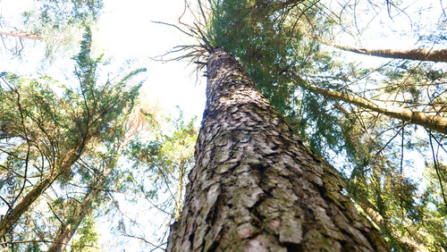 On a beautiful day, in a sunny forest, you can see a pine tree very close up. For beautiful nature so that the forests were always free. Concept of: Ecology, Nature, Freedom, Wild Forest, Logs.