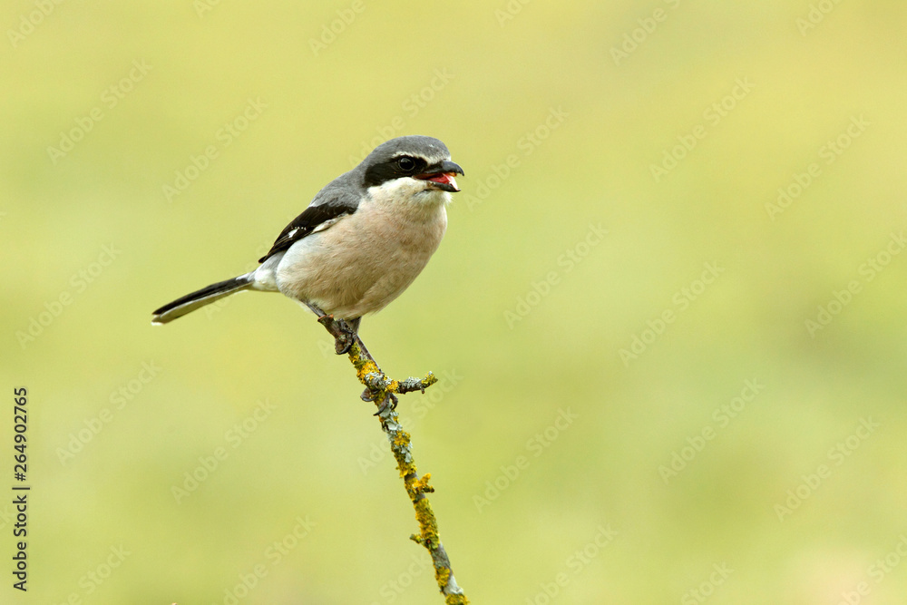 Southern grey shrike, Lanius meridionalis Southern grey shrike, Lanius meridionalis