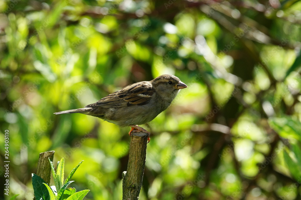 Garten,Hecke,Lebensraum,Sperling,Spatz Garten,Hecke,Lebensraum,Sperling,Spatz