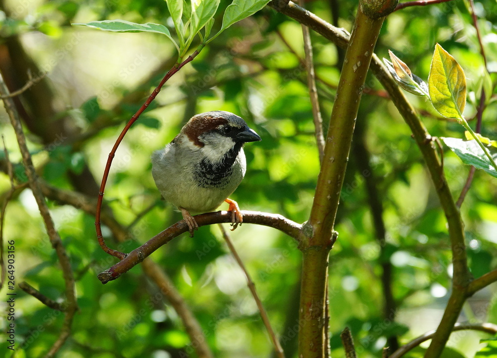Garten,Hecke,Lebensraum,Sperling,Spatz Garten,Hecke,Lebensraum,Sperling,Spatz