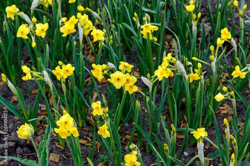 first daffodils in the flower bed © ires007