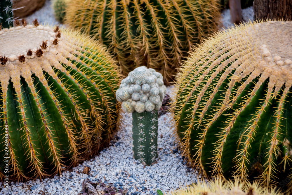 Collection beautiful prickly cacti in the greenhouse Collection beautiful prickly cacti in the greenhouse