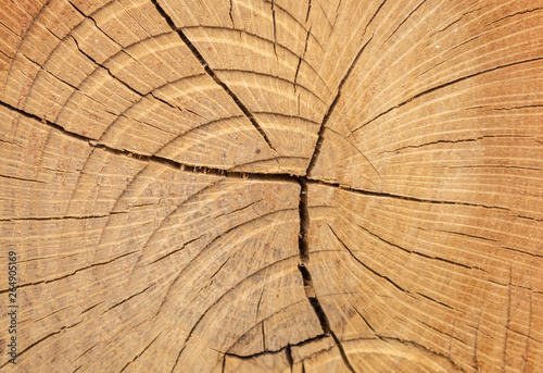 Brownish Cut Wood Cracked Texture