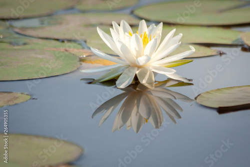 White water lily blooming in a pond