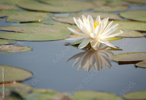 White water lily blooming in a pond