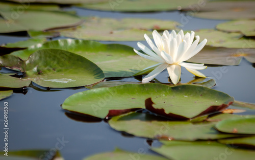 White water lily blooming in a pond