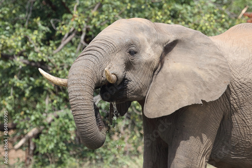 Afrikanischer Elefant / African elephant / Loxodonta africana