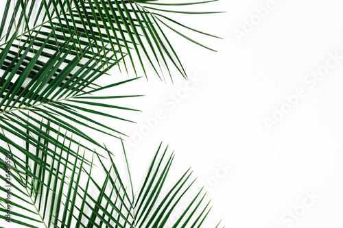 Tropical palm leaves on white background. Summer concept. Flat lay, top view, copy space