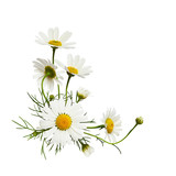 Daisy flowers and buds in a corner floral arrangement