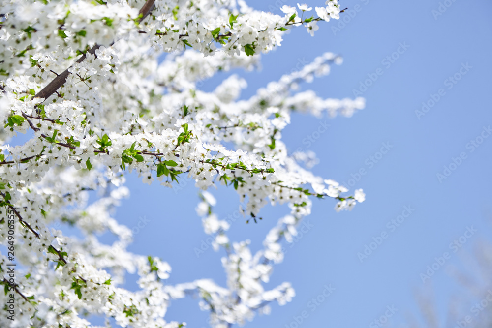 Plum blossom, white flowers on branches of tree, season of blooming garden, spring nature, sunny day, floral background Plum blossom, white flowers on branches of tree, season of blooming garden, spring nature, sunny day, floral background