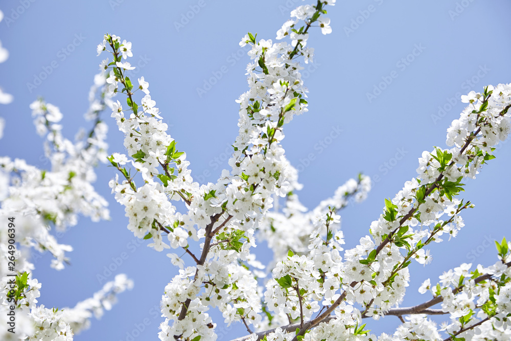 Plum blossom, white flowers on branches of tree, season of blooming garden, spring nature, sunny day, floral background Plum blossom, white flowers on branches of tree, season of blooming garden, spring nature, sunny day, floral background