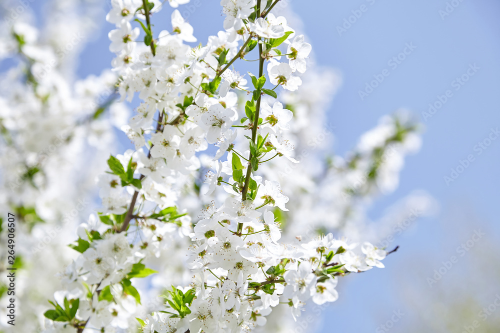 Plum blossom, white flowers on branches of tree, season of blooming garden, spring nature, sunny day, floral background