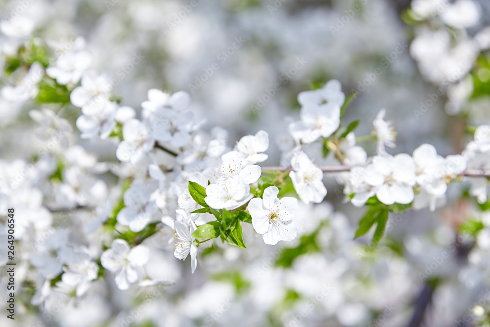 Plum blossom, white flowers on branches of tree, season of blooming garden, spring nature, sunny day, floral background