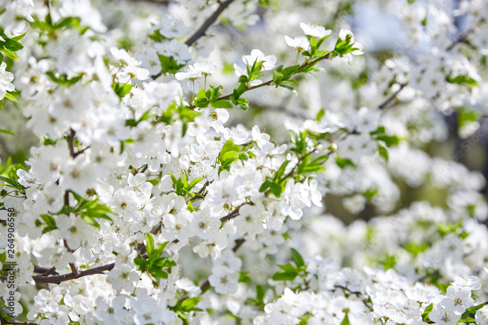 Plum blossom, white flowers on branches of tree, season of blooming garden, spring nature, sunny day, floral background Plum blossom, white flowers on branches of tree, season of blooming garden, spring nature, sunny day, floral background