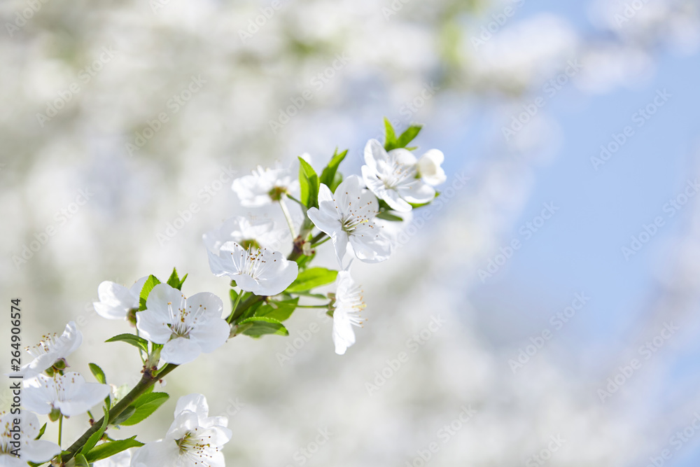 Plum blossom, white flowers on branches of tree, season of blooming garden, spring nature, sunny day, floral background Plum blossom, white flowers on branches of tree, season of blooming garden, spring nature, sunny day, floral background