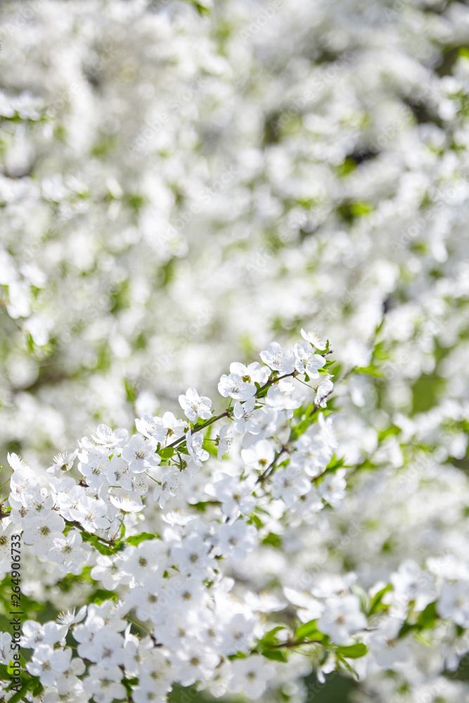 Plum blossom, white flowers on branches of tree, season of blooming garden, spring nature, sunny day, floral background