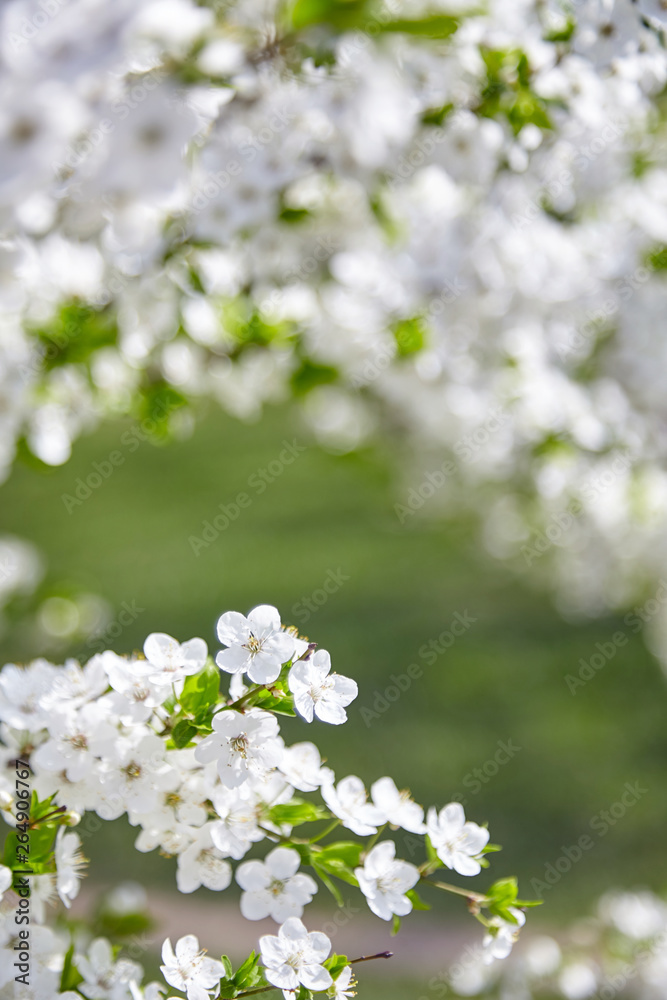 Plum blossom, white flowers on branches of tree, season of blooming garden, spring nature, sunny day, floral background