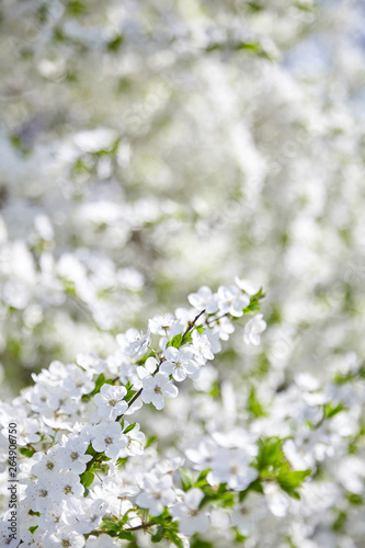 Plum blossom, white flowers on branches of tree, season of blooming garden, spring nature, sunny day, floral background © mikeosphoto