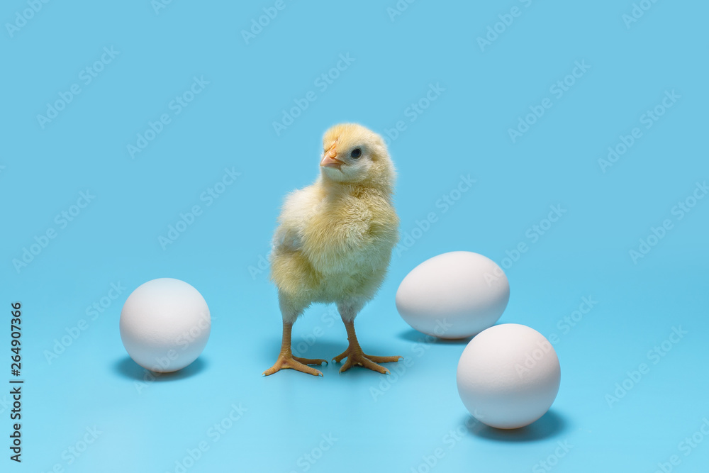 a soft yellow little chick stands between three white eggs on a blue background a soft yellow little chick stands between three white eggs on a blue background