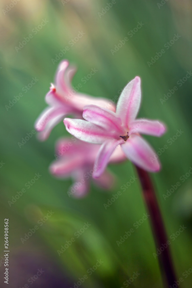 Pink little tulip flower in spring with leaves and blurred background Pink little tulip flower in spring with leaves and blurred background