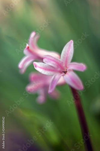 Pink little tulip flower in spring with leaves and blurred background