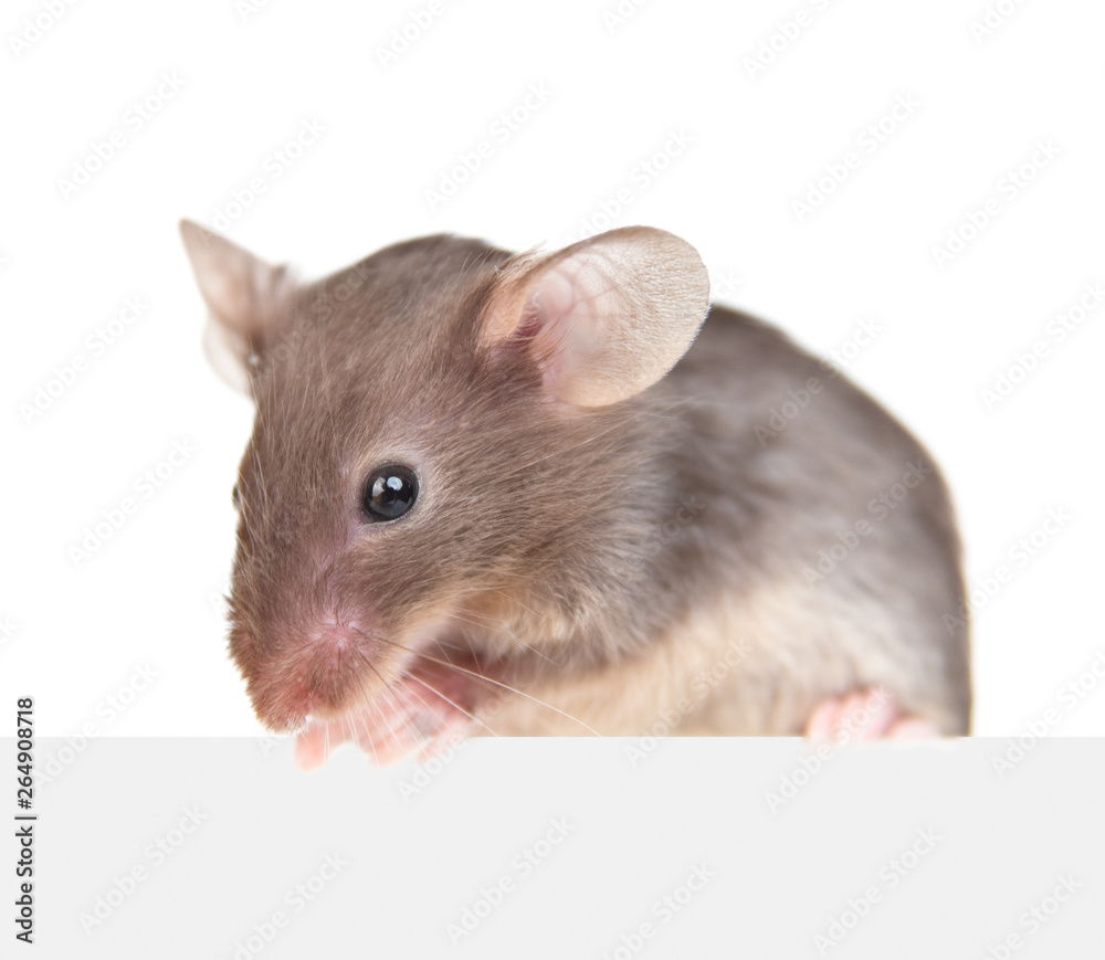 Gray mouse above empty white banner. Isolated on white background Gray mouse above empty white banner. Isolated on white background