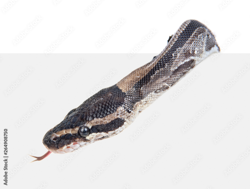 Naklejka premium Royal Python, or Ball Python (Python regius) above white background. Isolated on white background