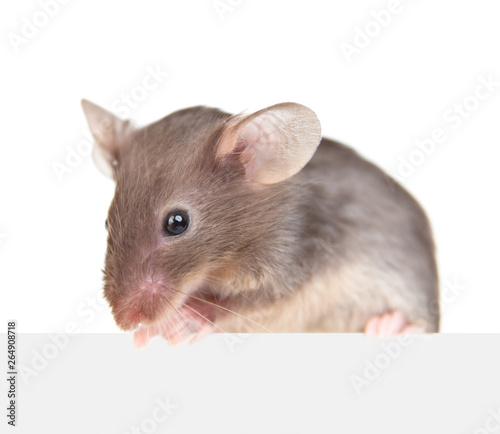 Gray mouse above empty white banner. Isolated on white background