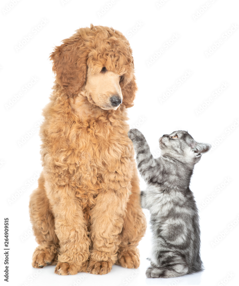 Playful kitten with young royal poodle sitting together. Isolated on white background