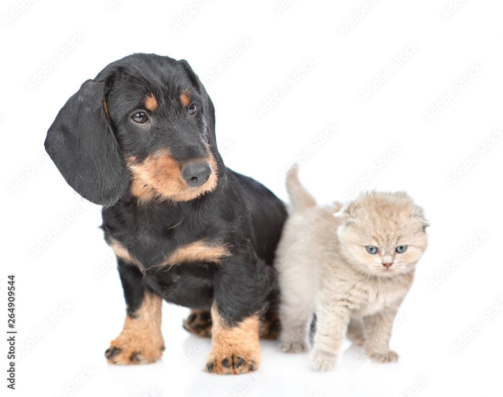 Baby kitten with dachshund puppy together. Isolated on white background Baby kitten with dachshund puppy together. Isolated on white background
