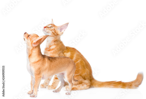 Chihuahua puppy and maine coon cat looking away in profile. isolated on white background