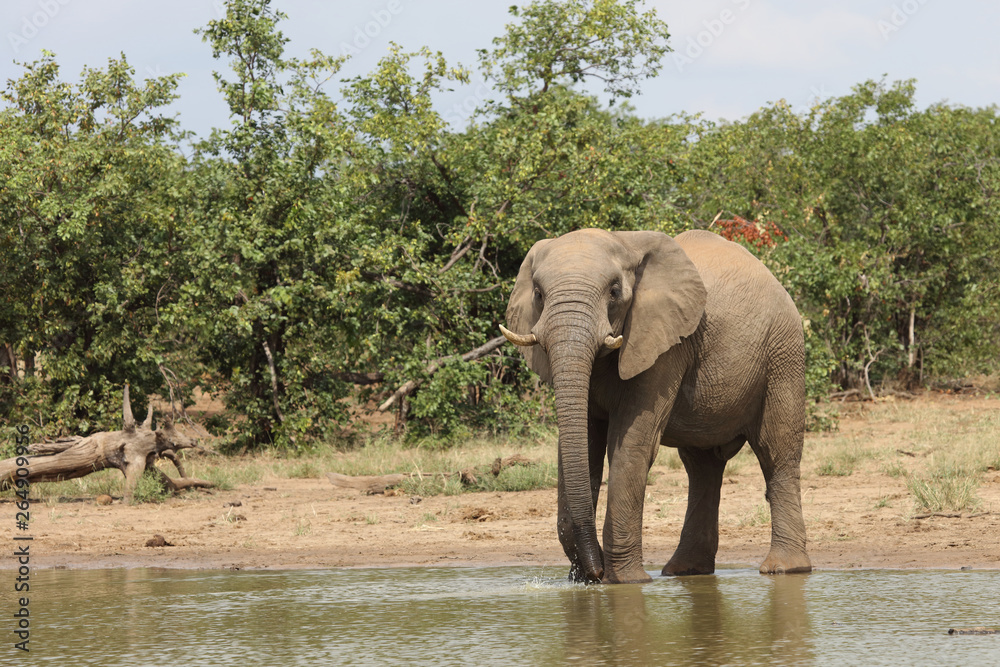 Obraz premium Słoń afrykański / słoń afrykański / Loxodonta africana
