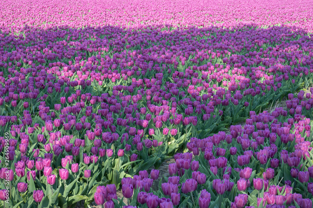  Traditional Dutch tulip field