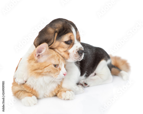 Playful beagle puppy hugging cat and looking away on empty space. isolated on white background