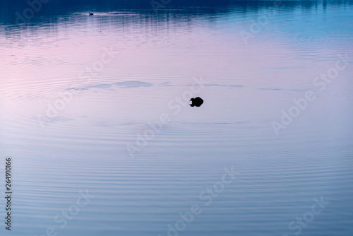 Duck in the lake at sunset