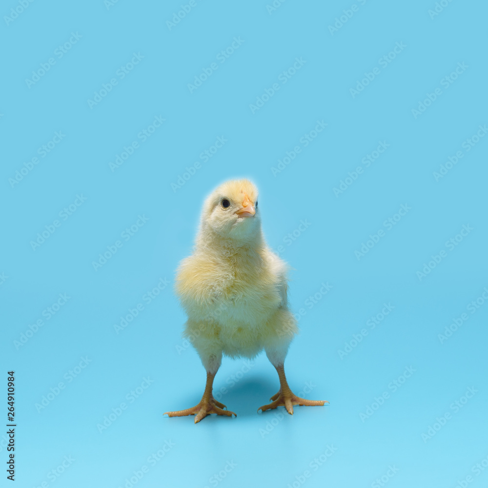One yellow tiny pretty chick is standing on a blue background One yellow tiny pretty chick is standing on a blue background