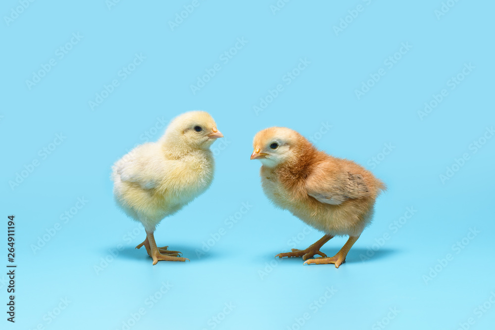 soft yellow and brown little chickens are standing on a blue background soft yellow and brown little chickens are standing on a blue background