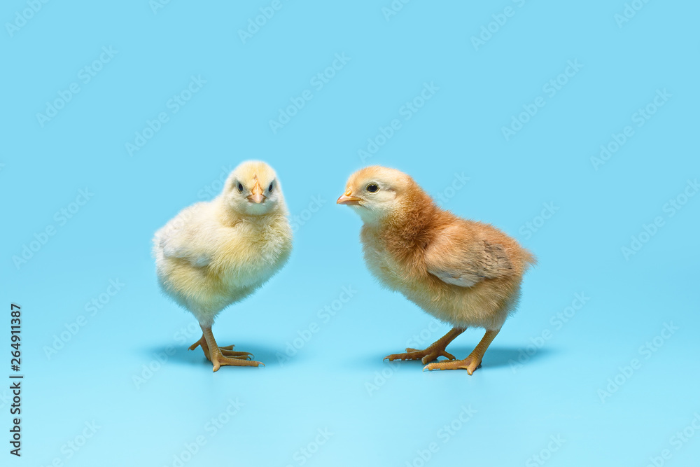 soft yellow and brown little chickens are standing on a blue background soft yellow and brown little chickens are standing on a blue background
