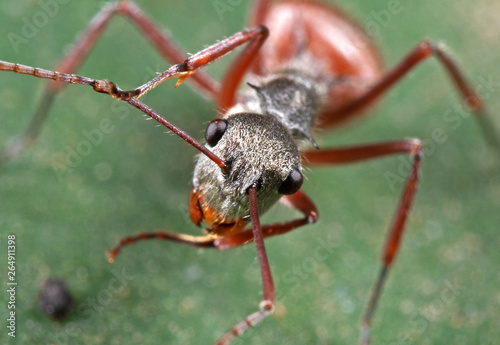 Macro Photo of Face of Ant on Green Leaf