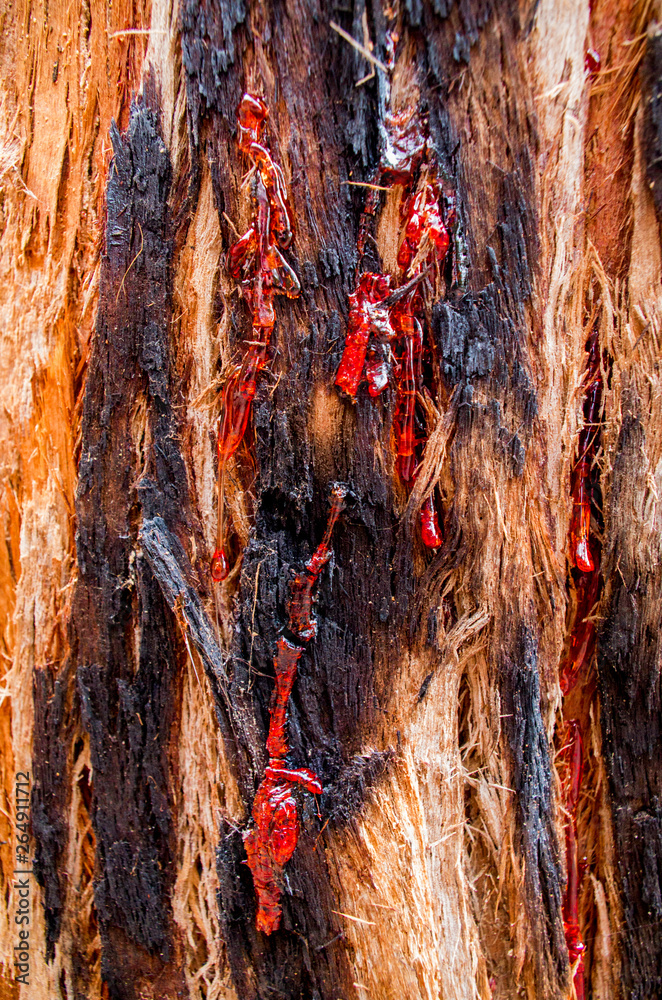 Bloody red kino on Corymbia opaca tree (also known as the desert
