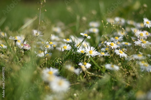 Blühende Gänseblümchen (Bellis perennis)