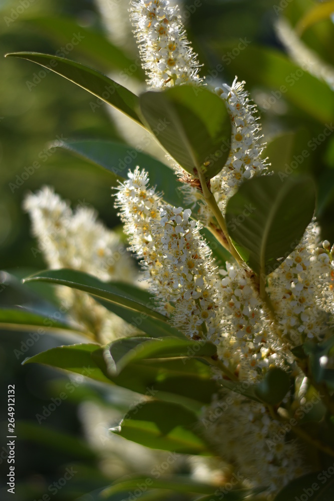 Blühender Kirschlorbeer (Prunus laurocerasus)