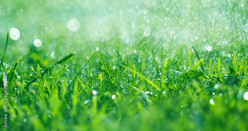 Grass with rain drops. Watering lawn. Fresh green spring grass with dew drops closeup. Soft focus. Abstract nature spring background