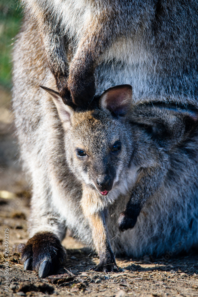 Naklejka premium Baby kangaroo (joey) in its mother's pouch. ZOO in Pilsen, Czech Republic