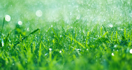 Grass with rain drops. Watering lawn. Fresh green spring grass with dew drops closeup. Soft focus. Abstract nature spring background