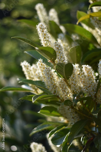 Blühender Kirschlorbeer (Prunus laurocerasus)